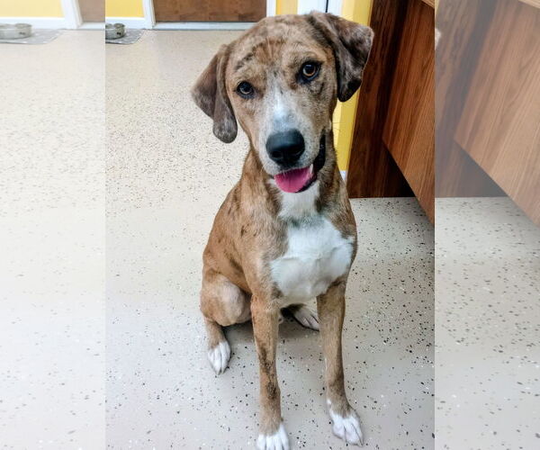 Medium Photo #2 Catahoula Leopard Dog Puppy For Sale in York, SC, USA