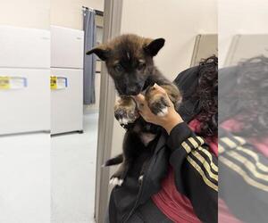Mutt Dogs for adoption in Pasadena, TX, USA