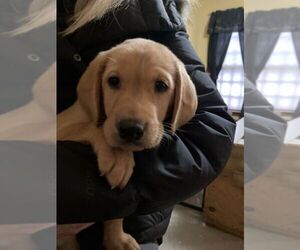 Labrador Retriever Puppy for sale in WOODBRIDGE, CT, USA