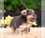Small #5 French Bulldog
