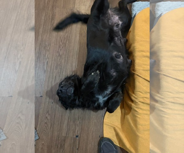 Medium Photo #3 Labrador Retriever-Unknown Mix Puppy For Sale in pomfret, CT, USA