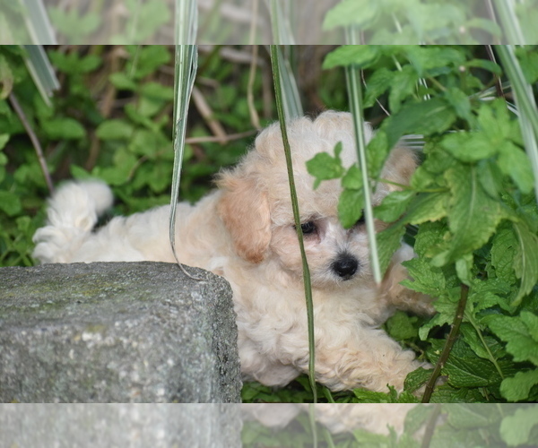 Medium Photo #4 Bichpoo Puppy For Sale in ELDORADO, OH, USA