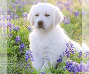 English Cream Golden Retriever Puppy for sale in PATTISON, TX, USA