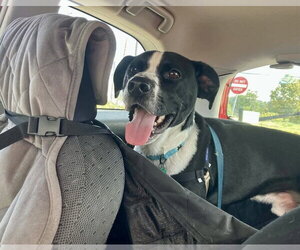 Jax - Female Mutt Dog for Adoption - Photo #3