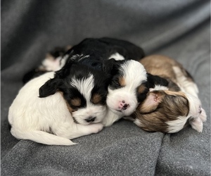 Miniature Bernedoodle Puppy for sale in GARDNER, KS, USA