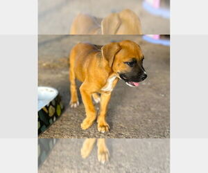 Boxer Dogs for adoption in Austin, TX, USA