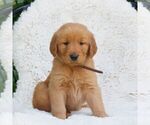 Small Golden Retriever