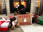 Small Photo #6 Doberman Pinscher Puppy For Sale in CEDAR CREST, NM, USA