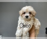 Puppy 4 Maltese-Poodle (Toy) Mix