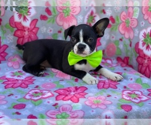 Boston Terrier Puppy for sale in LANCASTER, PA, USA