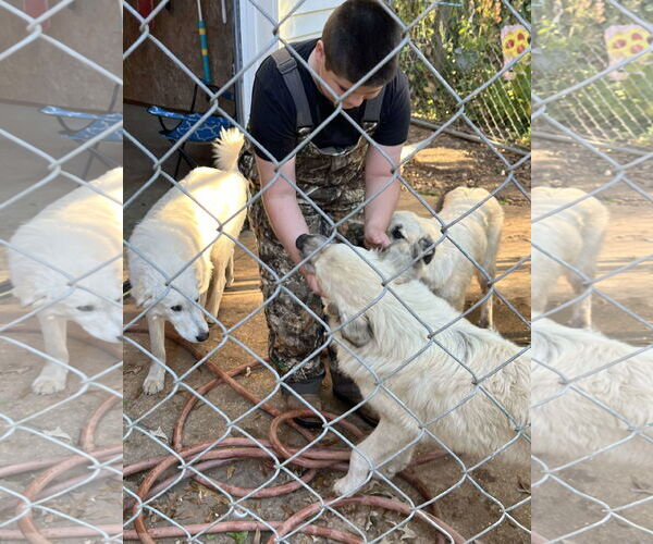 Medium Photo #12 Great Pyrenees-Unknown Mix Puppy For Sale in Croydon, NH, USA