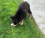 Small Photo #42 German Shepherd Dog Puppy For Sale in JURUPA VALLEY, CA, USA