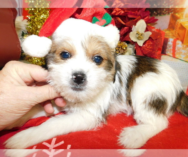 Full screen Photo #7 Jack Russell Terrier-Shih Tzu Mix Puppy For Sale in HAMMOND, IN, USA