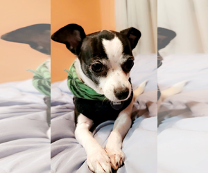 Chihuahua Dogs for adoption in Bellevue, WA, USA