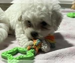 Small Photo #9 Bichpoo Puppy For Sale in MELROSE, FL, USA