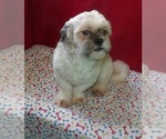 Small #1 Shih Tzu