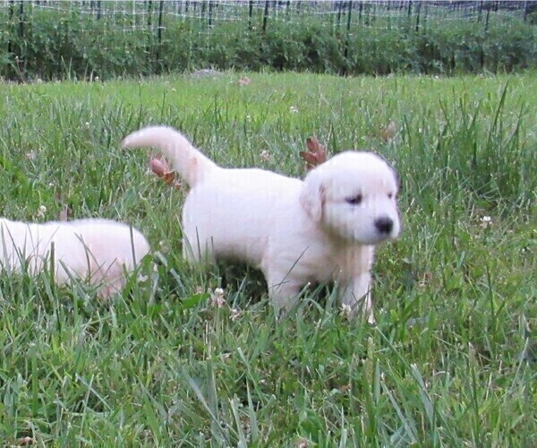 Medium Photo #12 Golden Retriever Puppy For Sale in MILLVILLE, MA, USA
