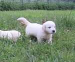 Small Photo #12 Golden Retriever Puppy For Sale in MILLVILLE, MA, USA