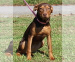 Bashful 44374 - Female Doberman Pinscher-Unknown Mix Dog for Adoption - Small photo