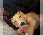 Small #10 American Pit Bull Terrier-Catahoula Leopard Dog Mix