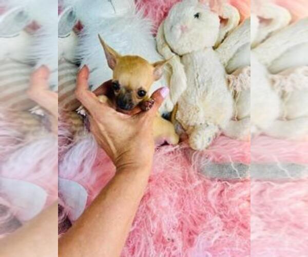 Medium Photo #10 Chihuahua Puppy For Sale in ORLANDO, FL, USA