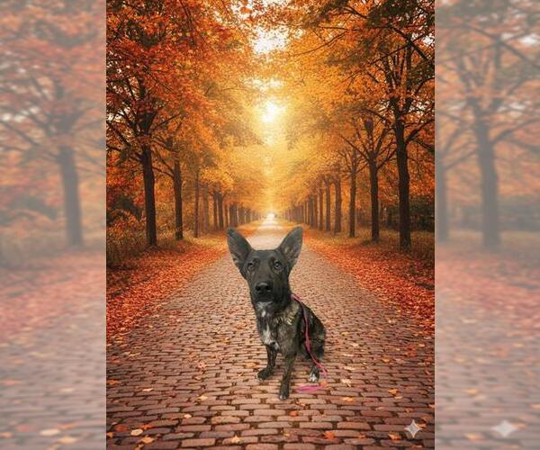 Medium Photo #1 German Shepherd Dog-Unknown Mix Puppy For Sale in HESPERIA, CA, USA