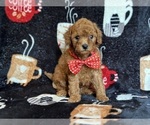 Small #4 Cavapoo