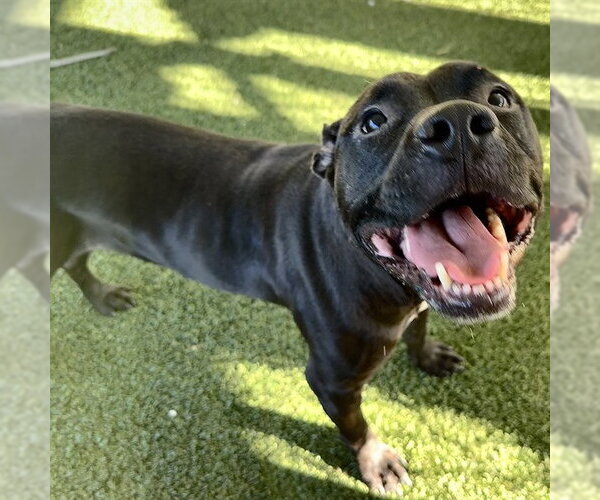 Medium Photo #1 American Pit Bull Terrier-Unknown Mix Puppy For Sale in Tavares, FL, USA