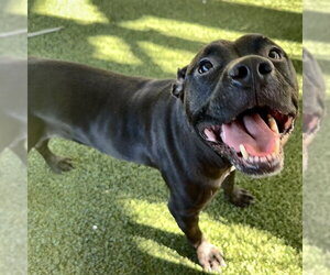 American Pit Bull Terrier-Unknown Mix Dogs for adoption in Tavares, FL, USA