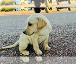 Small #4 Golden Labrador