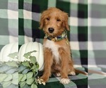 Small Goldendoodle-Mutt Mix