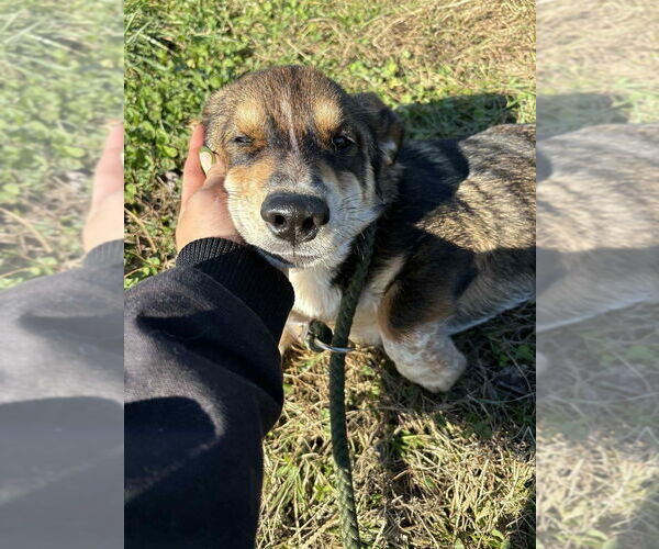 Medium Photo #2 Bassetdor Puppy For Sale in Aurora, IN, USA