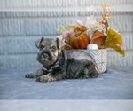 Puppy Sirius Schnauzer (Miniature)