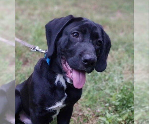Medium Photo #2 Labrador Retriever-Unknown Mix Puppy For Sale in Greensboro, NC, USA