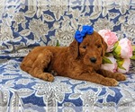 Small Photo #5 Goldendoodle Puppy For Sale in CHRISTIANA, PA, USA