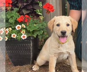 Labrador Retriever Puppy for sale in AUGUSTA, WI, USA