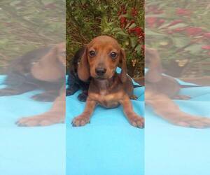 Dachshund Puppy for sale in MBORO, TN, USA