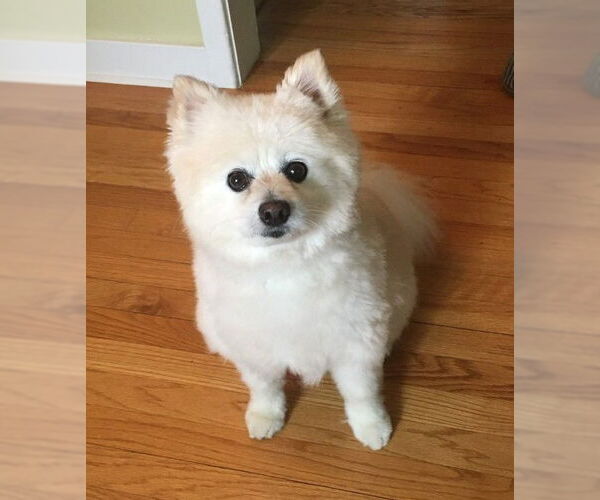 Medium Photo #4 Pomeranian Puppy For Sale in Lebanon, PA, USA