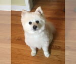 Small #3 Pomeranian
