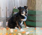 Small #1 Australian Shepherd