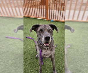 Great Dane-Unknown Mix Dogs for adoption in Las Vegas, NV, USA