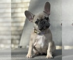 Small Photo #3 French Bulldog Puppy For Sale in STERLING HEIGHTS, MI, USA