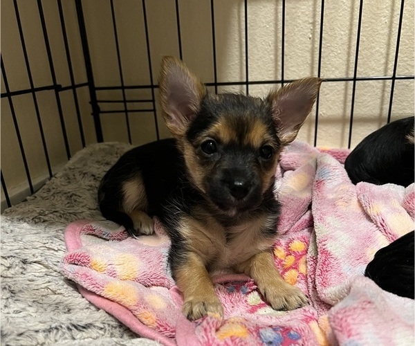 Medium Photo #1 Chorkie Puppy For Sale in DESERT HOT SPRINGS, CA, USA