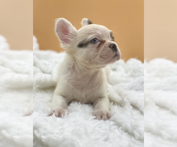 Medium Photo #4 French Bulldog Puppy For Sale in DECATUR, GA, USA