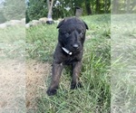 Small #7 Belgian Malinois