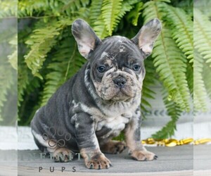 French Bulldog Puppy for sale in NARVON, PA, USA