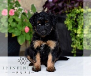 Aussiedoodle Miniature  Puppy for sale in SUNBURY, PA, USA