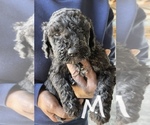 Small Photo #4 Poodle (Standard) Puppy For Sale in CHARITON, IA, USA