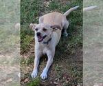 Small #2 Mutt