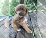 Small #8 Poodle (Miniature)